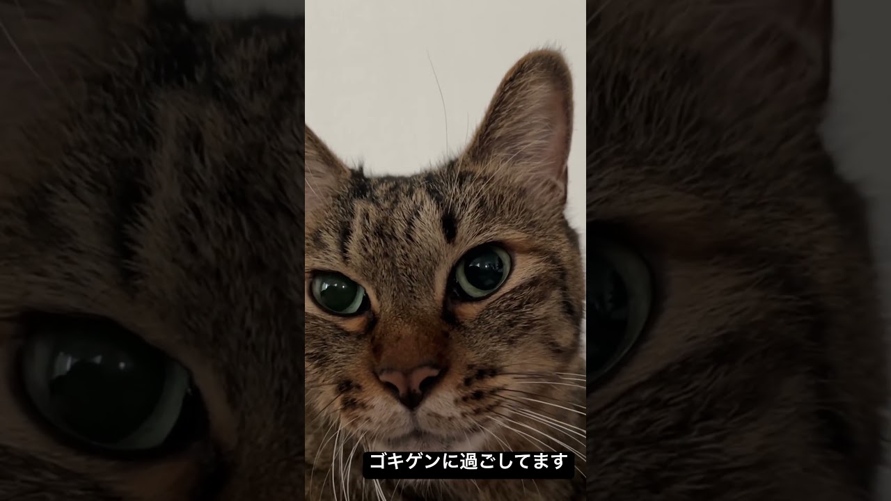 緩和ケア中の次男坊猫、お目々キラキラ #猫 #cat #ねこ #shorts