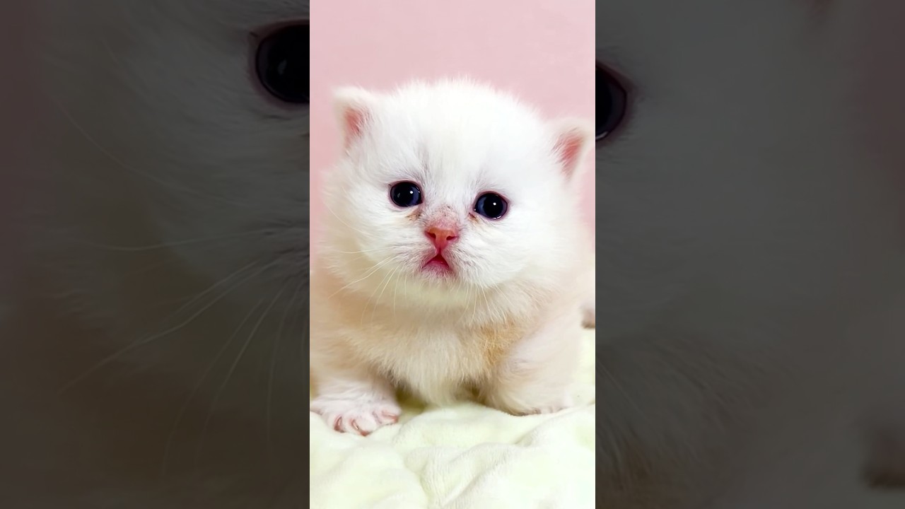 #shorts #ミヌエット #マンチカン #子猫