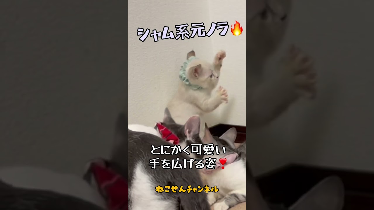 【保護 シャム猫】立ち姿が可愛い子猫😘１回見てみて🎶 / kitten #shorts #可愛い鳴き声 #保護猫