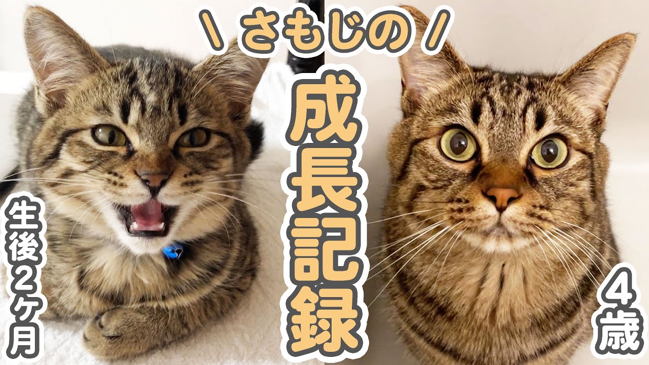 病気がちだった子猫が、立派な大人になるまでの成長記録