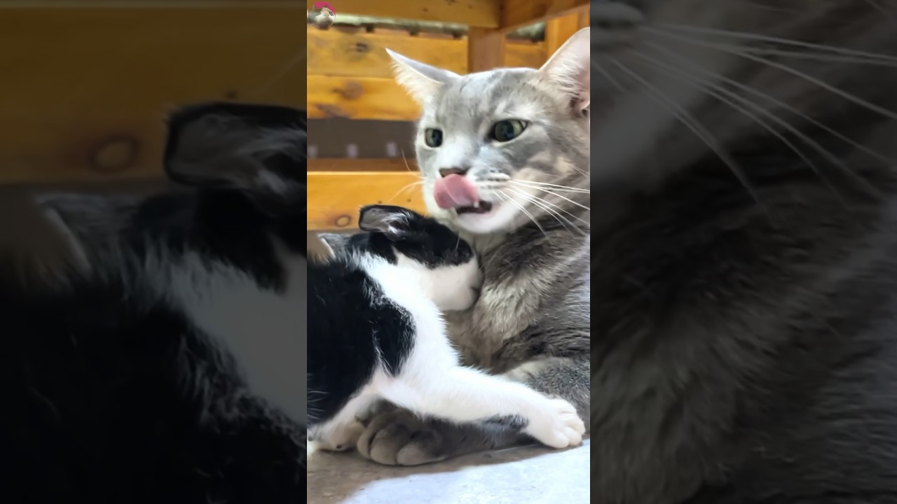 😻 Older Cat's Astonished Reaction! Unveiling Rescued Kitten's Surprises 🆕 Compilation #shorts