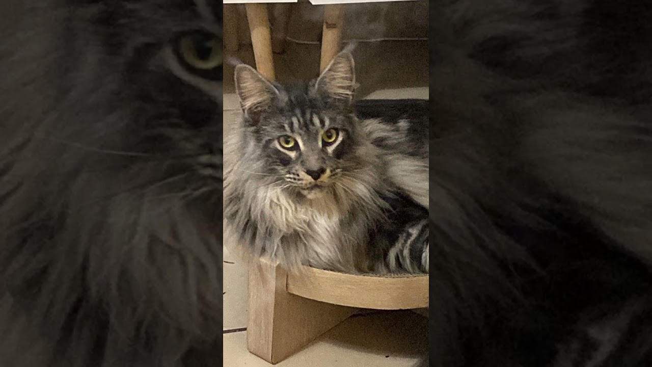Maine Coon Sherkan (19 mois) #shorts 0486 #mainecoon #bigcat #giantcat #gatos #polydactylcat