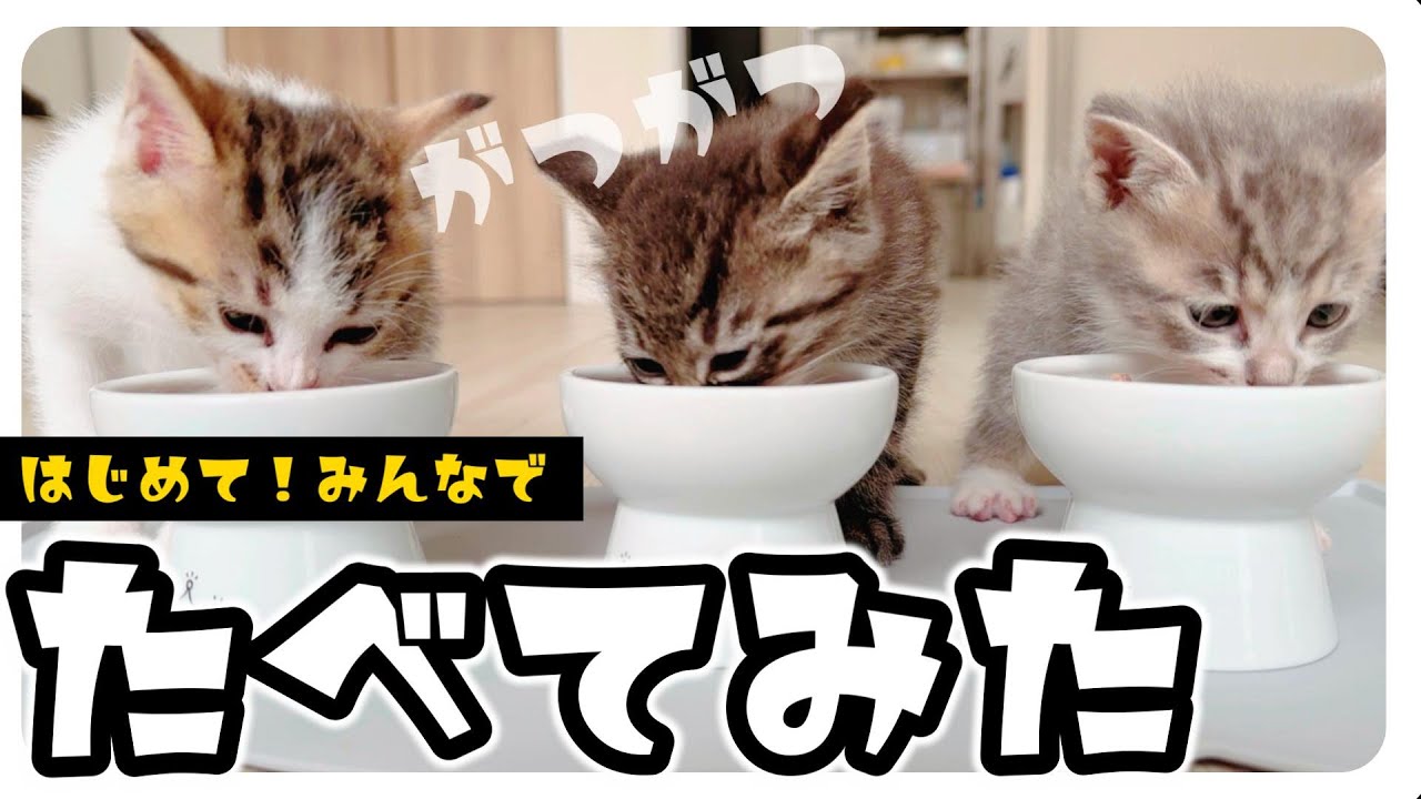 【子猫のミルボラ】初めてみんなで離乳食を食べてみたんだけど・・・【保護猫生活20日目】