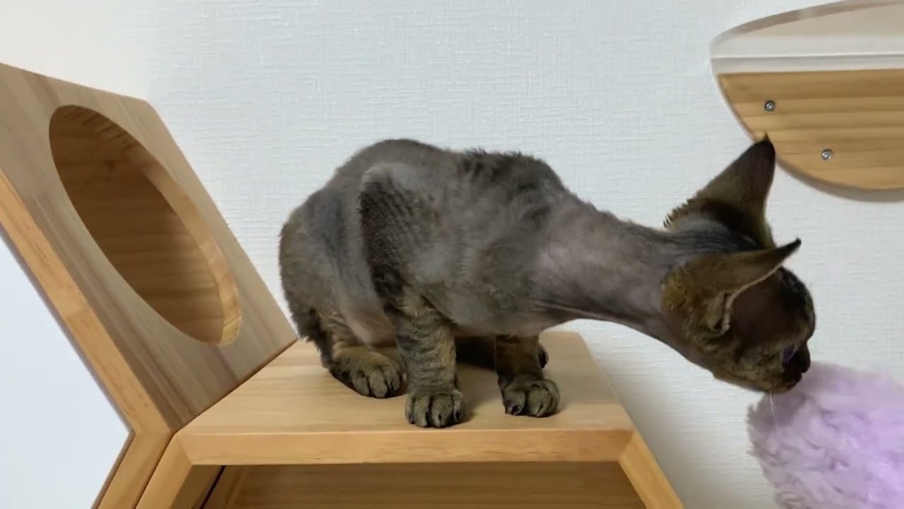 デボンレックス子猫が掃除の邪魔をしに来ました(Devon Rex kitten interfering with my cleaning the catwalk)