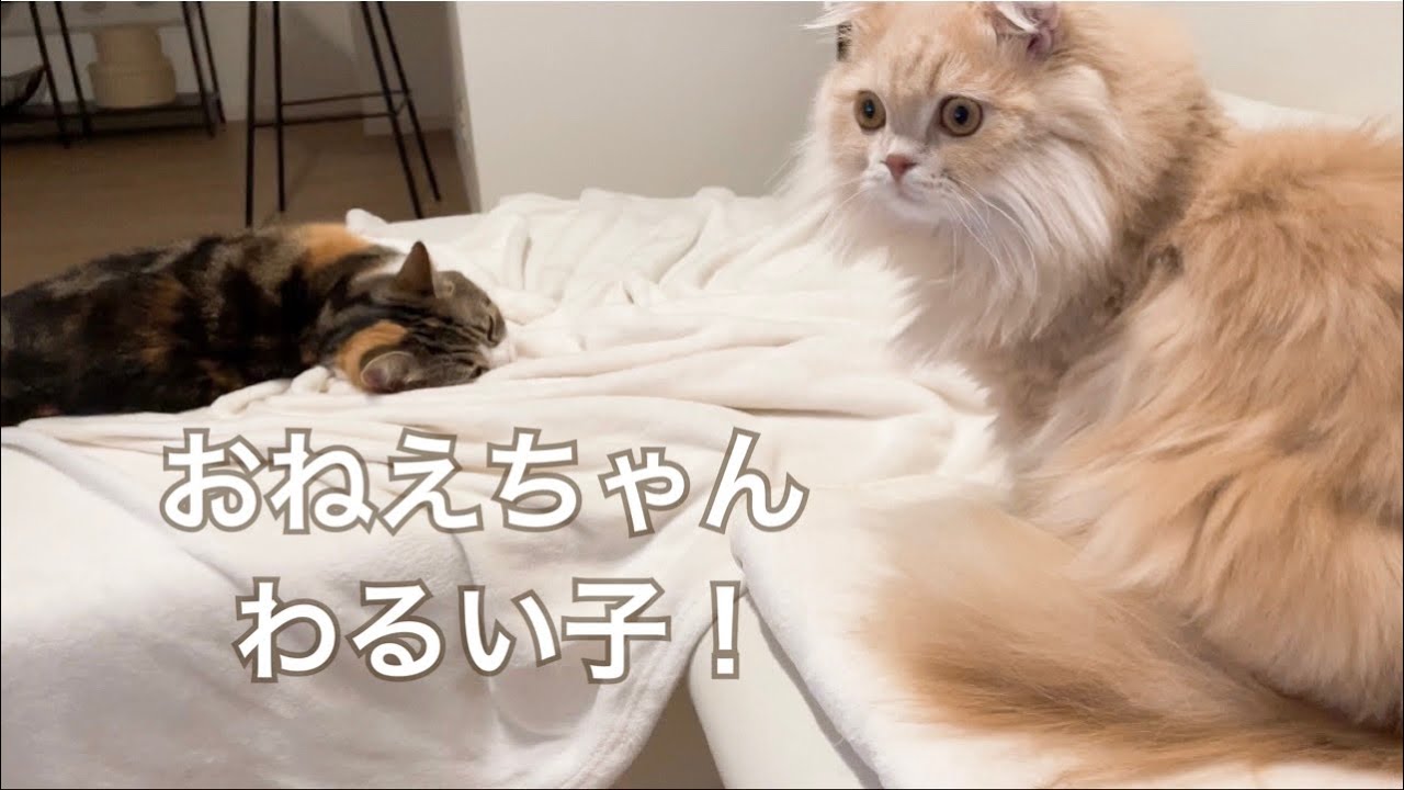 夜中に大暴れしてご飯を盛大にひっくり返しちゃった猫【マンチカン】【スコティッシュフォールド】