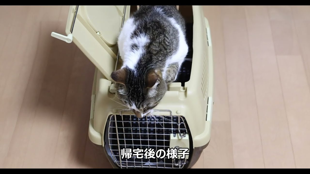 我が家の猫たちの様子（2023年8月）