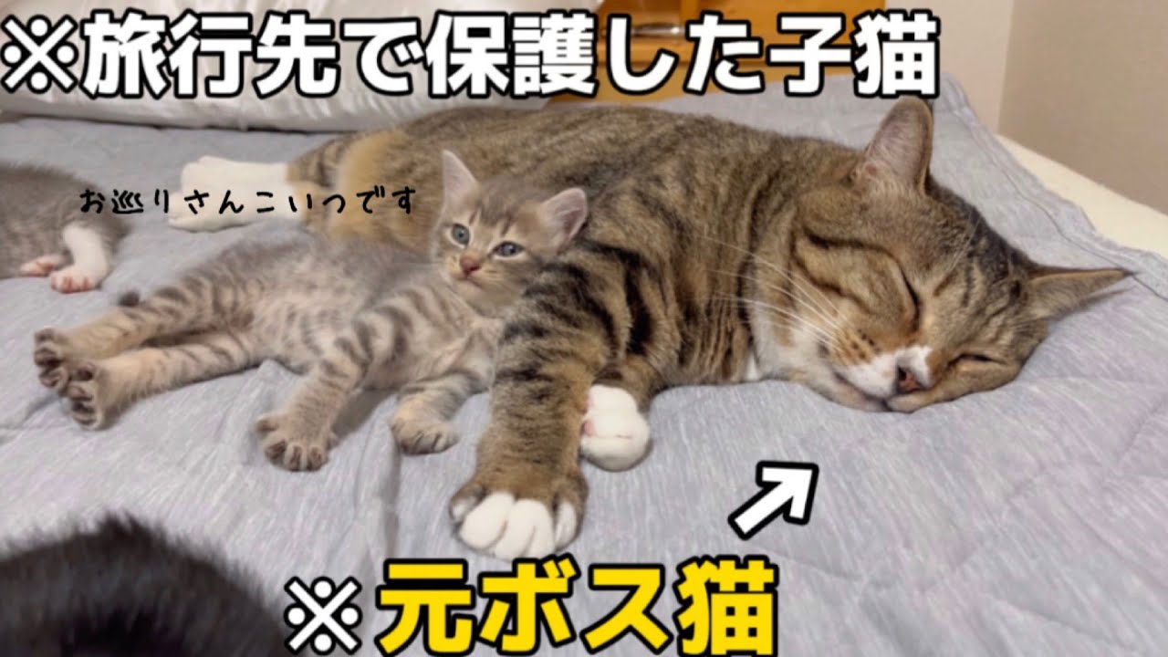 子猫を元ボス猫に会わせてみたら隙あらばボディタッチをするただの変態おじさんでした