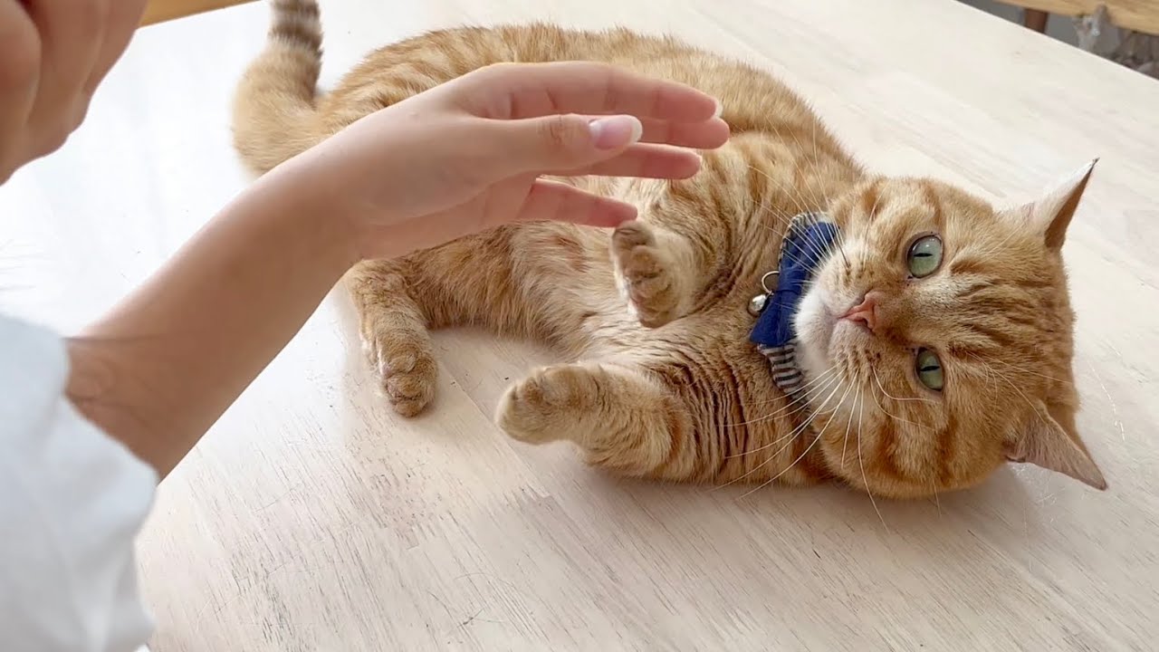 すっかり女子高生になったねぇねとうっかり茶々の手遊びに癒されました #猫 #マンチカン