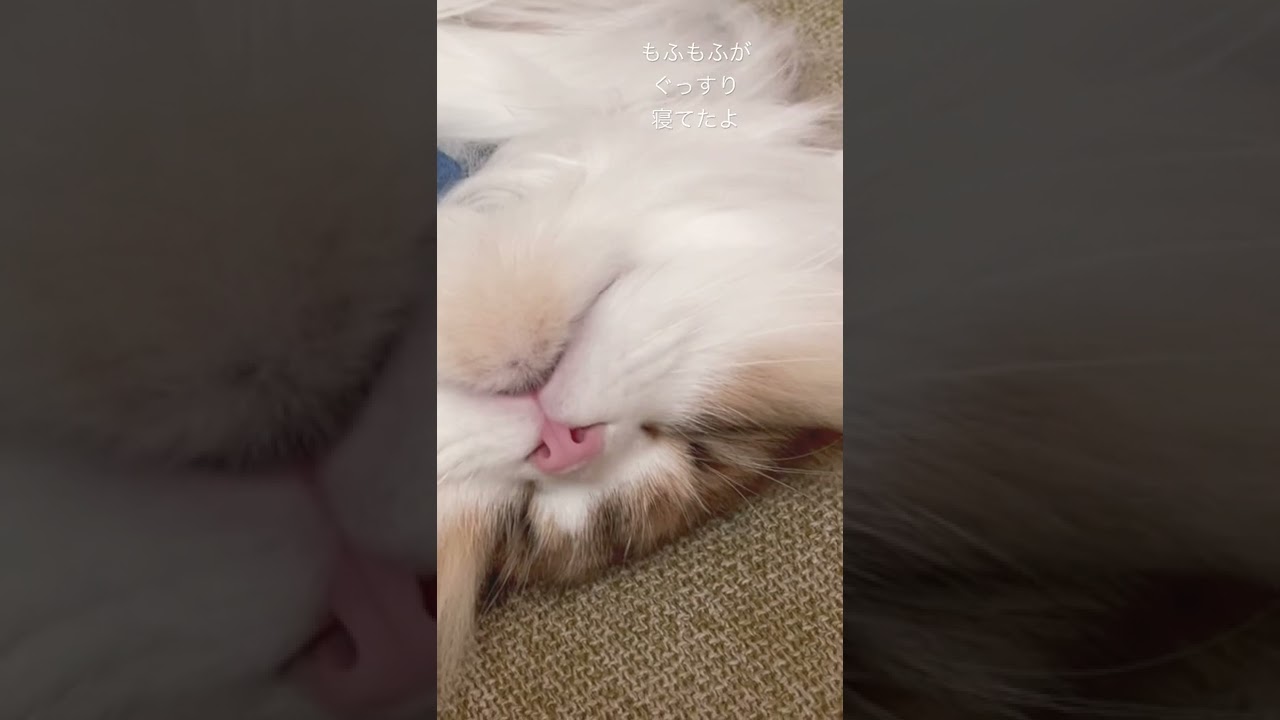 無防備な猫ちゃんの寝顔 #shorts #ペット #ミヌエット