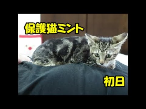 保護猫ミントが我が家にやってきた！【キジトラ×アメリカンショートヘアー】
