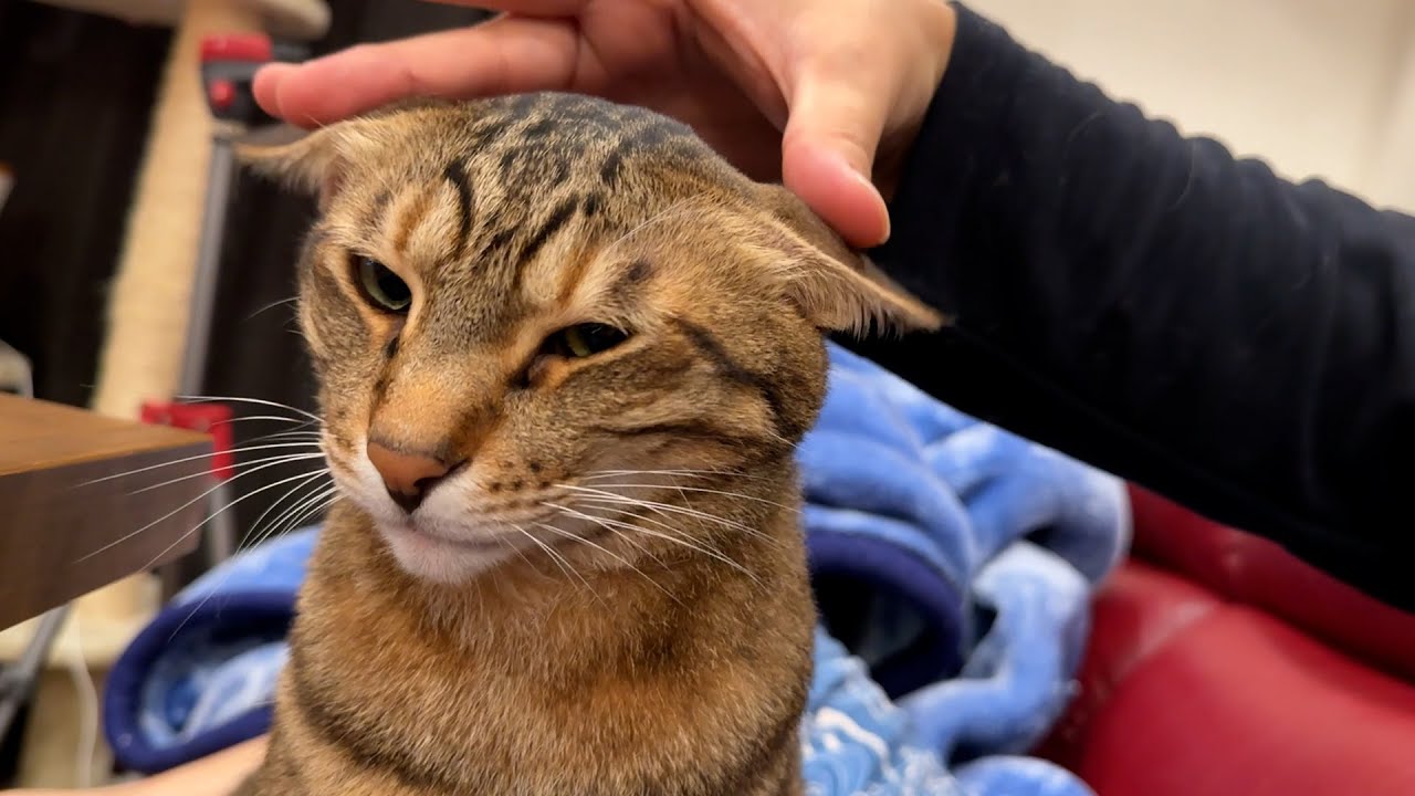 猫たちに一生消えない傷を負わされてしまったんですけど嬉しいです。