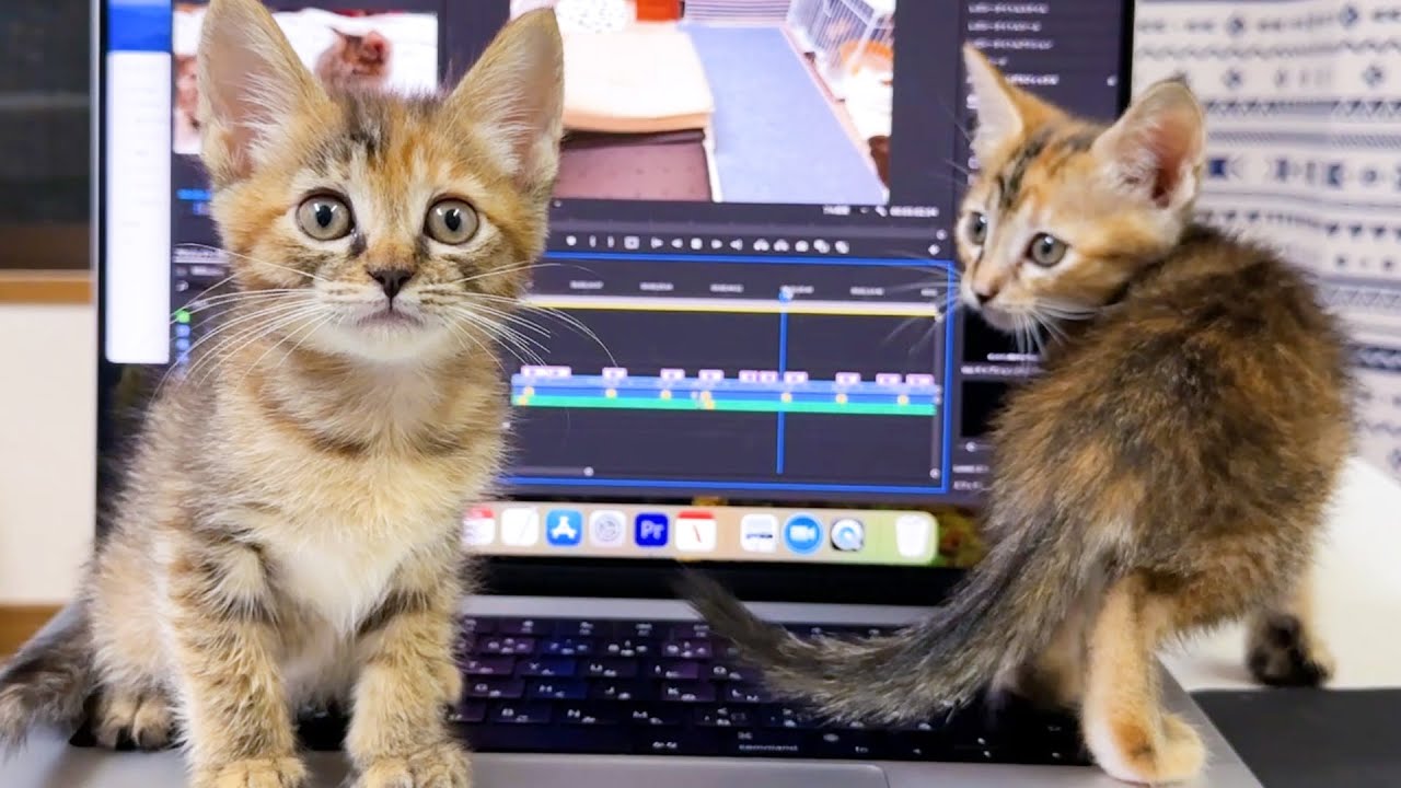 パソコン作業をしてると子猫2匹が○○してきて作業どころじゃない笑