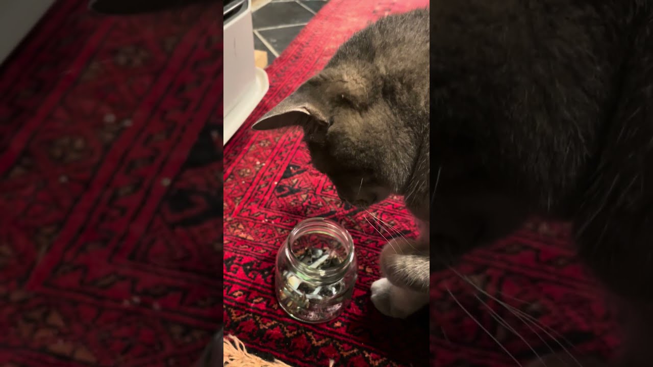 #風の猫　煮干しの頭だけ掬って..　胴体ももらって食べる猫・・・