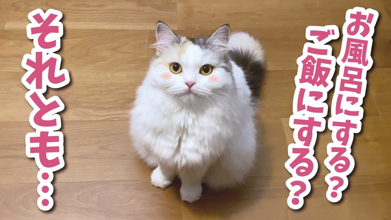 お風呂にする…？ご飯にする…？それとも…！？【関西弁でしゃべる猫】【猫アテレコ】