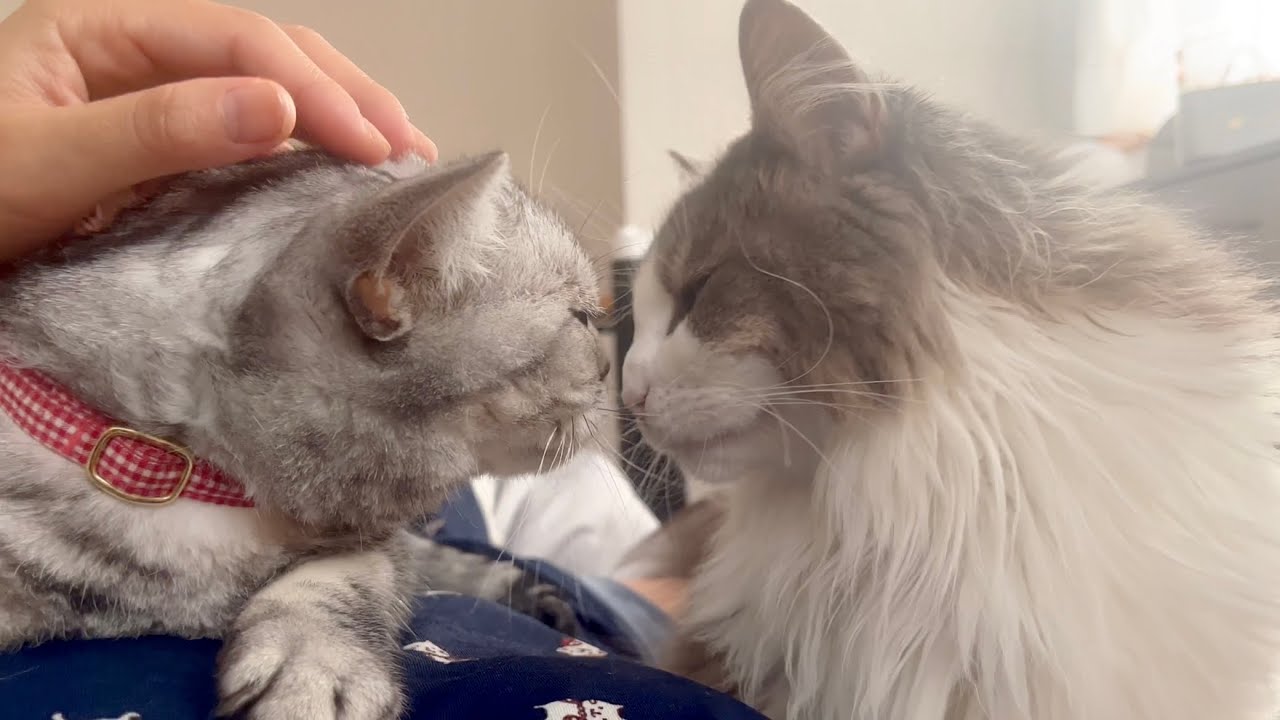 朝、目が覚めたらあいちゃんがねこもふママの足を枕にして寝てました #猫 #アメリカンショートヘア