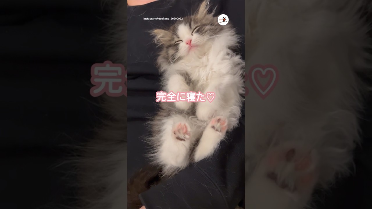 子猫の寝かしつけ♡|PECO #サイベリアン #子猫 #猫 #猫動画 #猫のいる暮らし #siberian #kitten #cat #catlover #catvideos