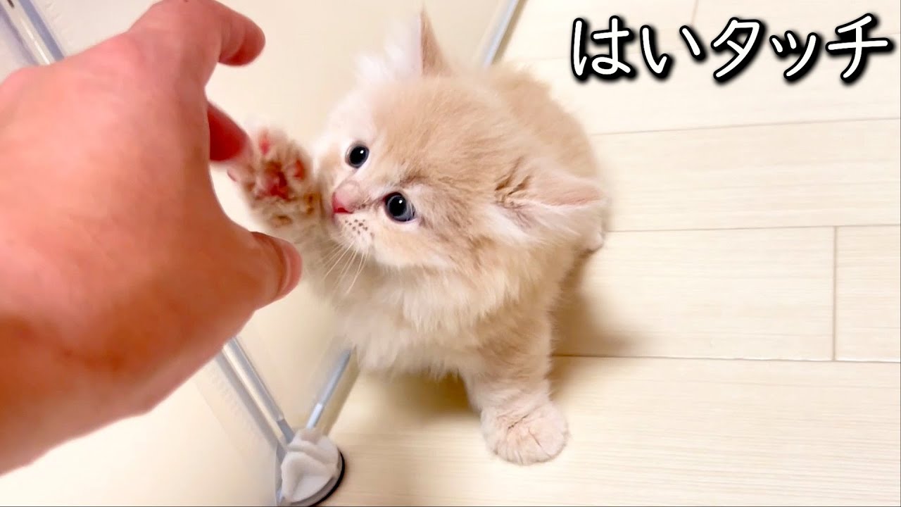 【マンチカンの子猫】勘違いではい・・タッチですねｗｗｗな件 ∼猫のいる生活Vol.811~ 出産動画 マンチカン短足・ミヌエット・ペルシャ猫専門ブリーダー『ペット蔵人』【子猫の成長記録】
