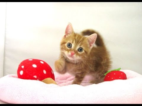 【長町店】アメリカンショートヘアー♪男の子♪レッドタビー♪7/25生まれ♪
