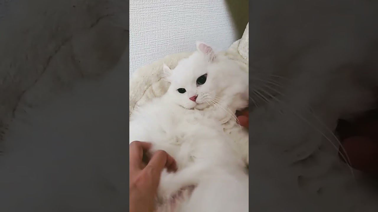 【オッドアイ】２人でかまってるのにパパには絶対噛まないラビちゃん【幸せを運ぶねこ】