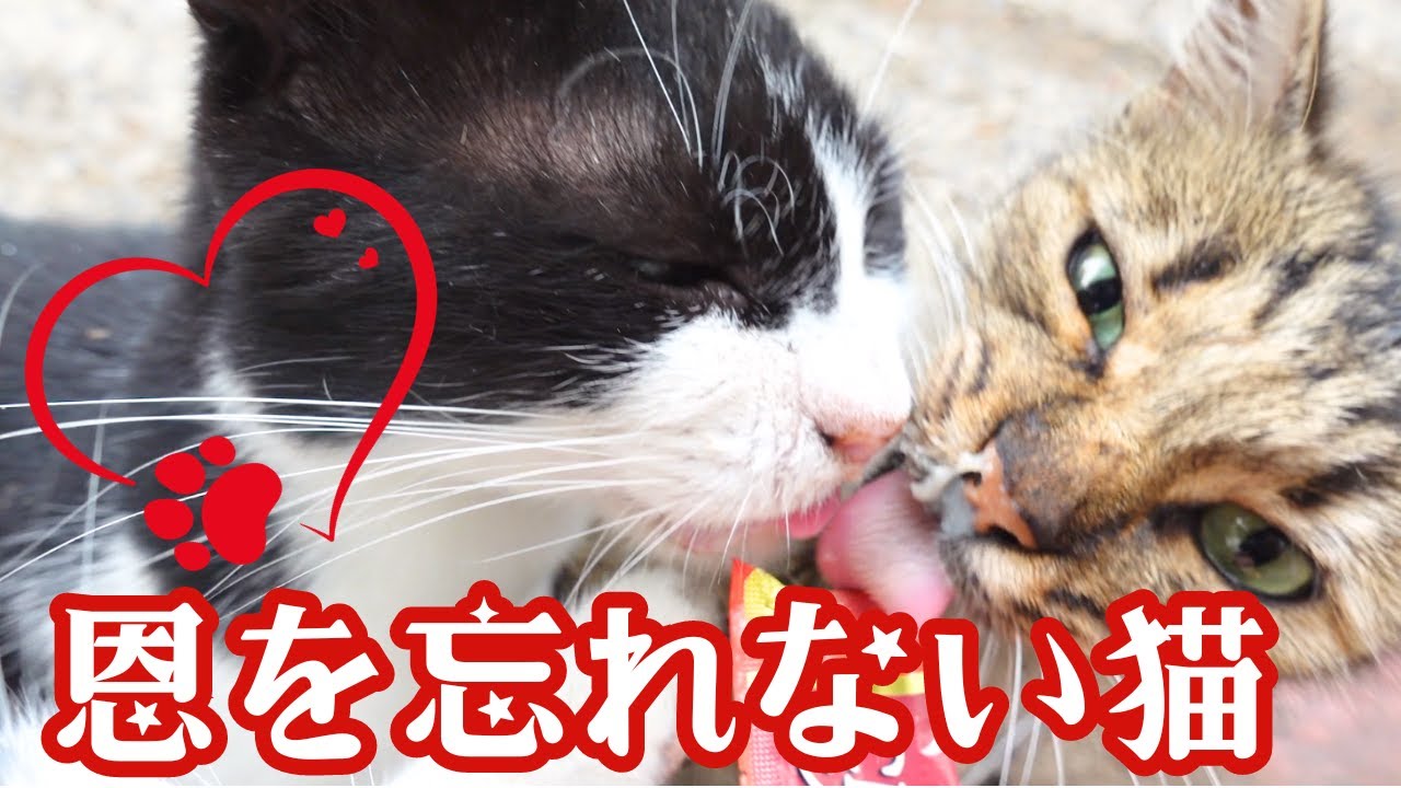涙の再会！3年振りなのに私を忘れなかった猫！察知して飛んで来た！！