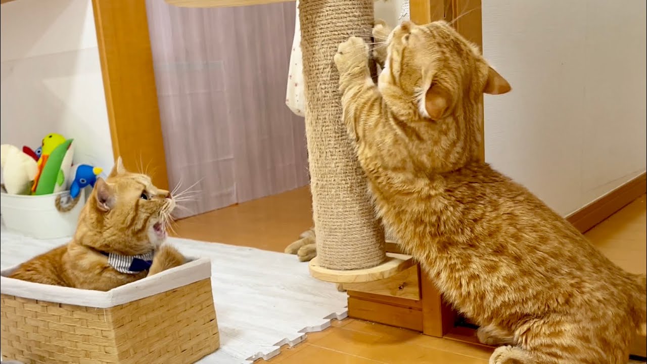 箱に入った茶々パパと一足遅かったぽちゃくん #猫 #マンチカン