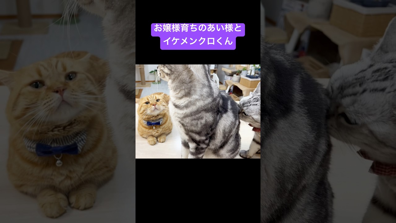 お嬢様育ちの猫とイケメン猫 #猫 #アメリカンショートヘア #shorts