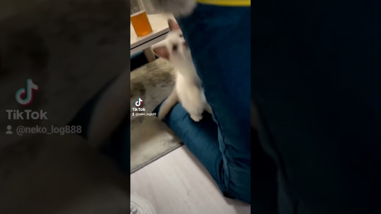 獲物確保　#Shorts #子猫  #ねこ #cat #猫 #仔猫 #ラグドール #猫じゃらし #猫のいる暮らし #子猫のいる生活 #kitten #ragdoll #pet #cute