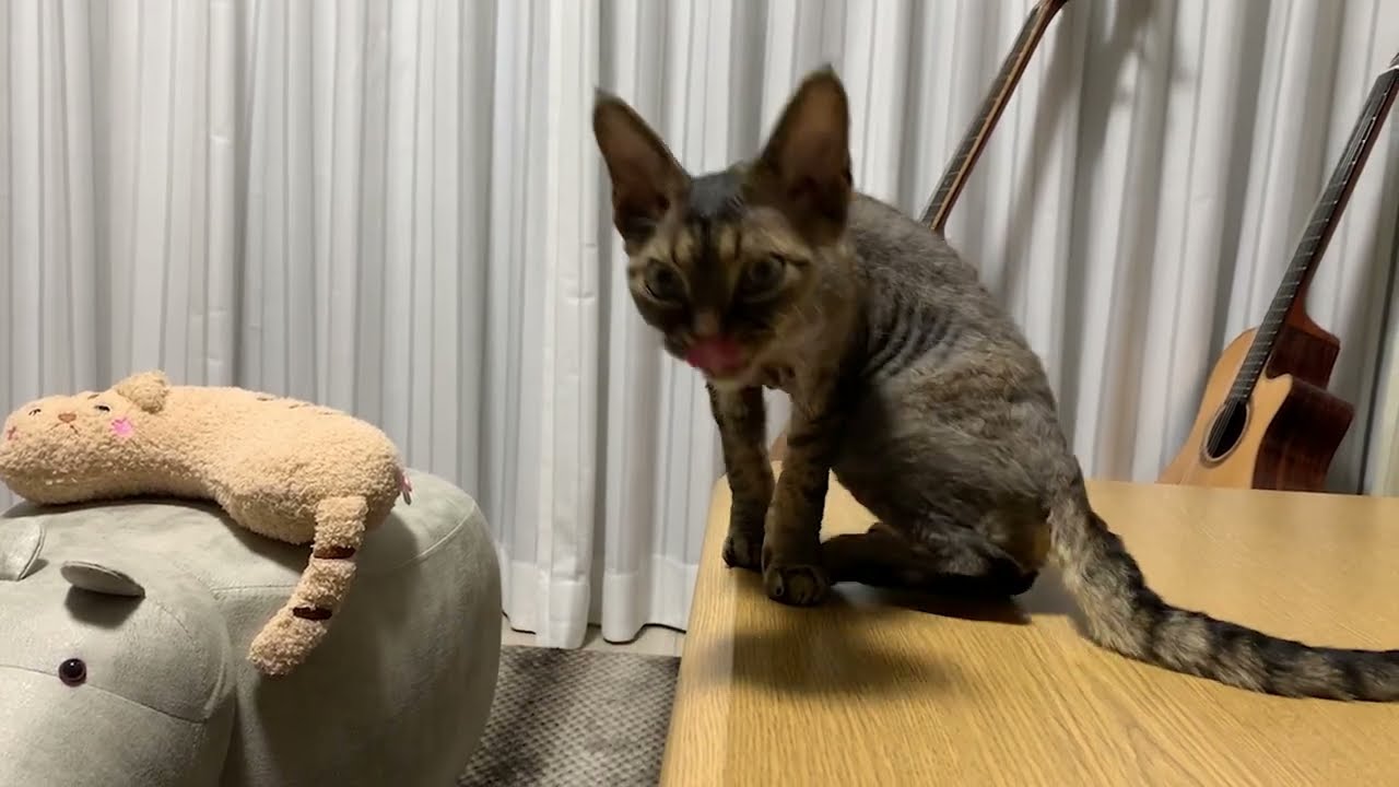 デボンレックス子猫がグルーミングをしています(Devon Rex kitten grooming on a table)