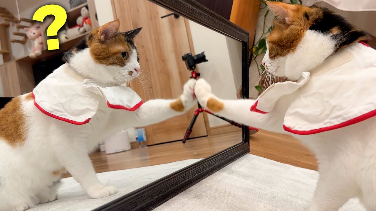 鏡の中にいる自分を見つけてしまい頭に？が止まらなくなった猫