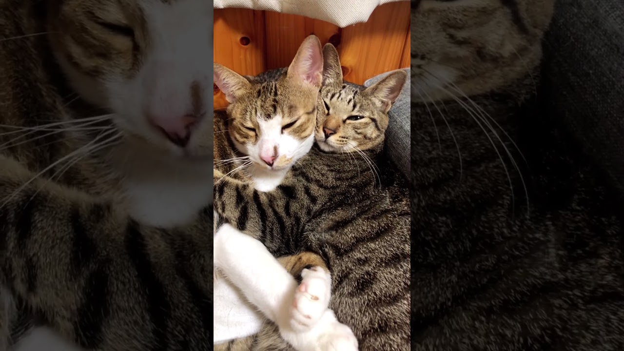 パパが大好きな猫娘あずきさん。