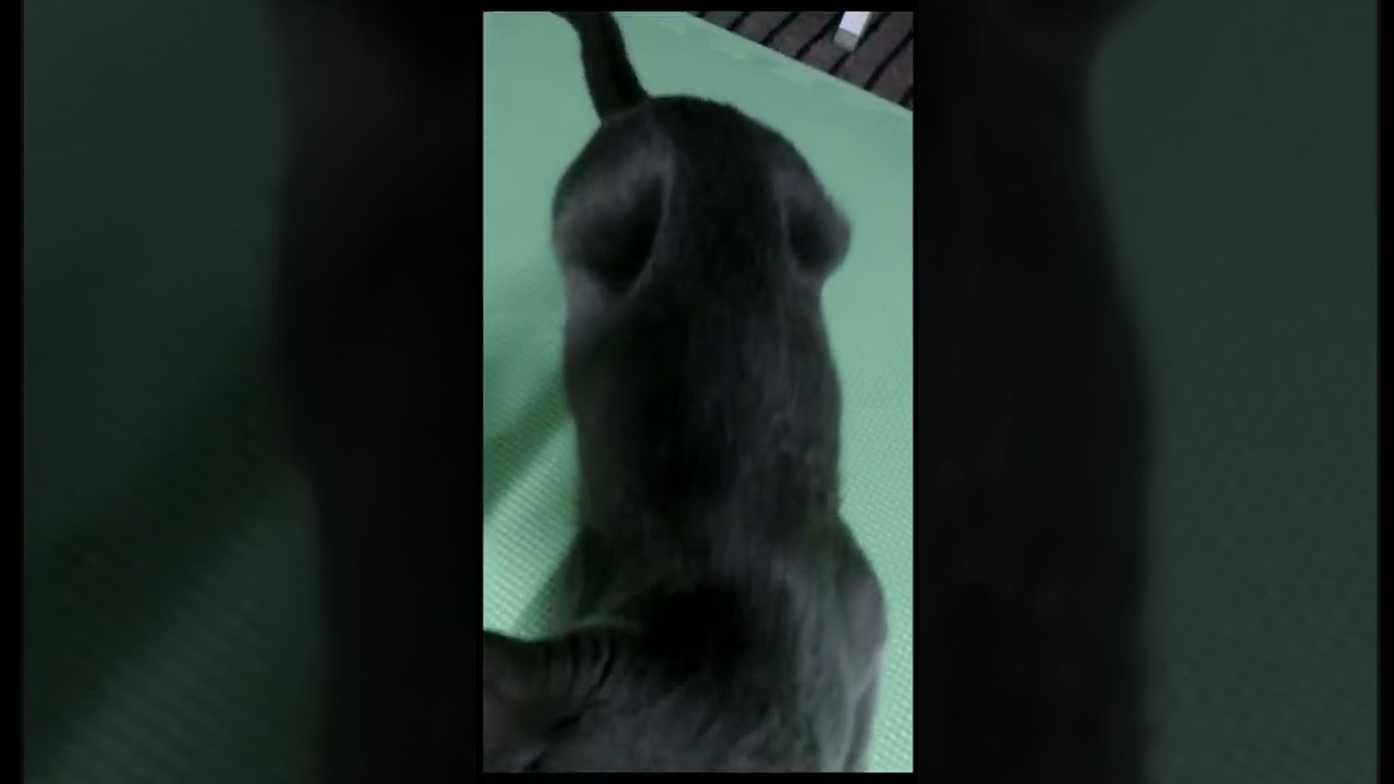 猫、見るハラされる　（20230214　Yuri san　Cats are harassed to see ）#shorts