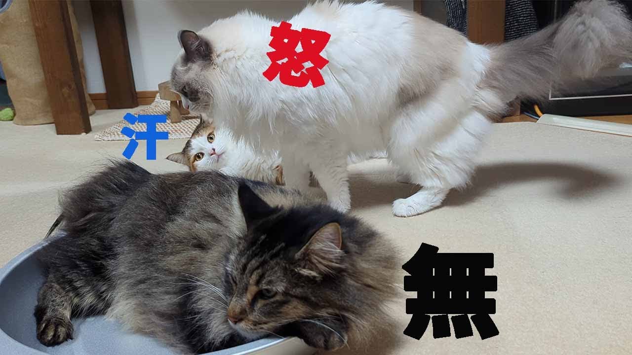 睨みの流儀があるヤンキーラグドールとメインクーンに助けを求めるサイベリアン。