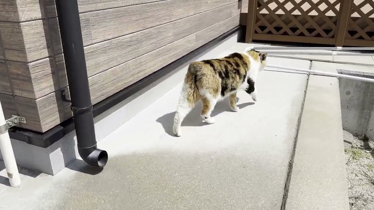 湯島　公民館の近くにいた尻尾の無い猫さん1　マンクス三毛猫？　Manx Calico?  #ランピー