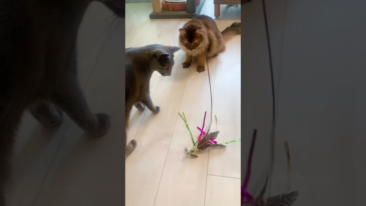 おもちゃで猫を釣る #ロシアンブルー #ソマリ #甘えん坊の猫