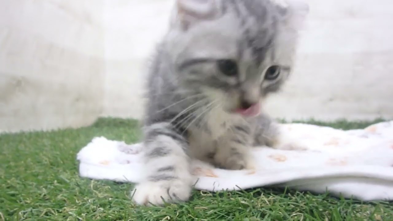 Coo&RIKU　No00650675 アメリカンカール