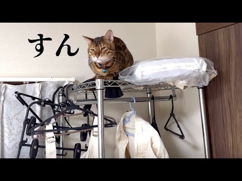 テト？そんな高いとこどうやって登ったの？