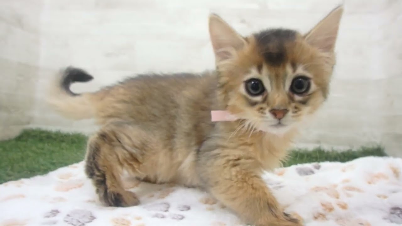 Coo&RIKU　No00650697 ソマリ