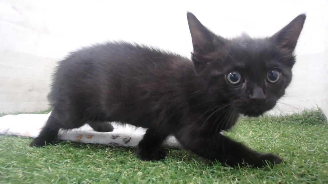 Coo&RIKU　No00650091 ボンベイ