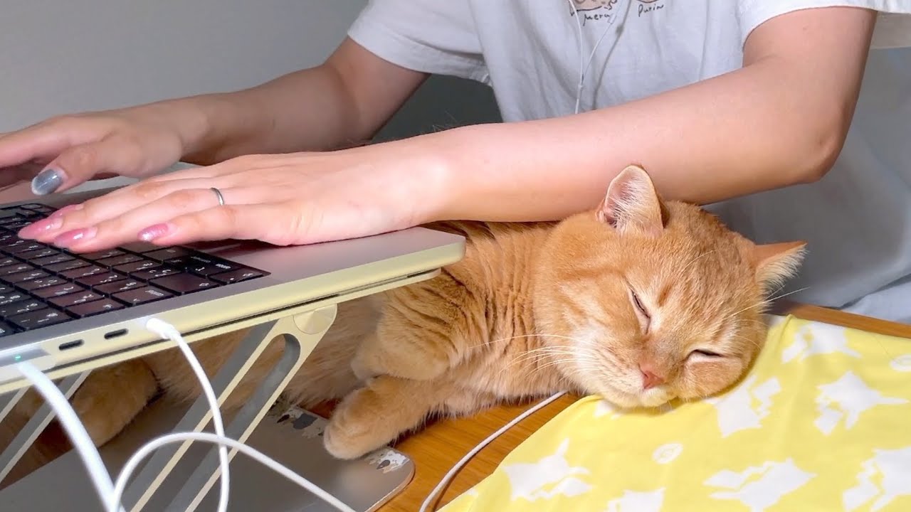 至高のニャームレストプリン