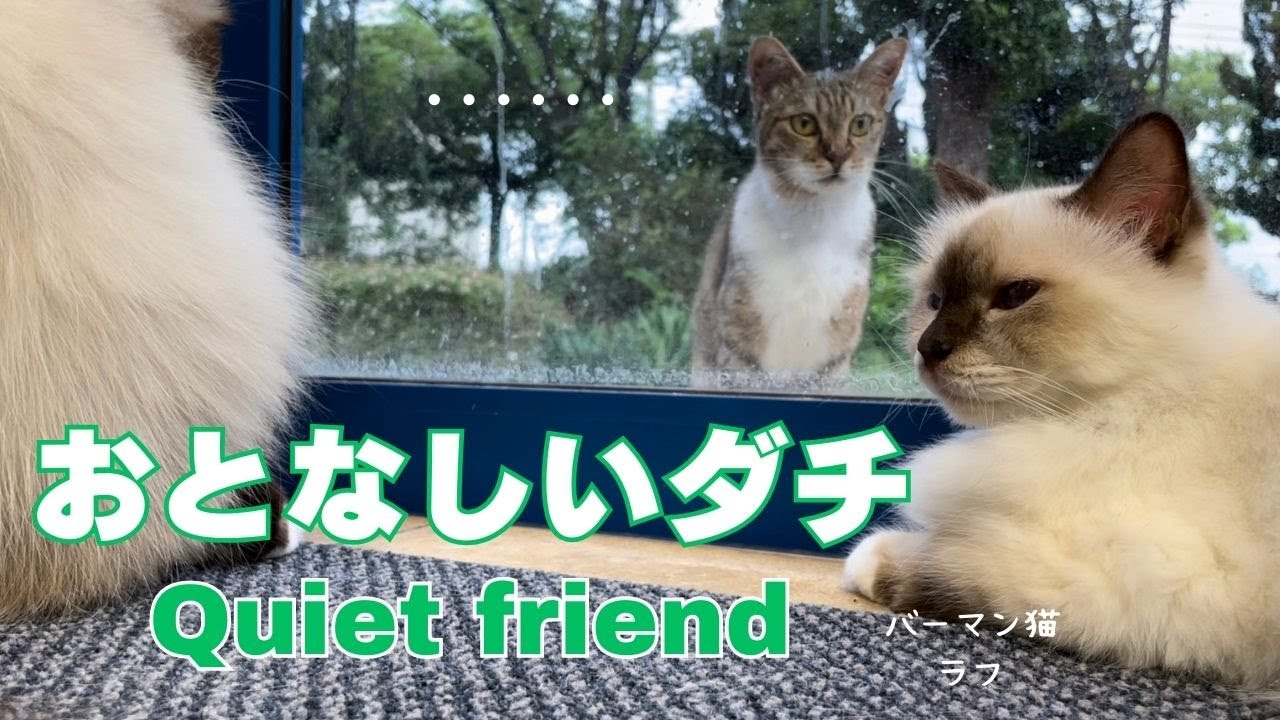バーマン猫ウリとラフとミカ【おとなしいダチ】（バーマン猫）Birman/Cat