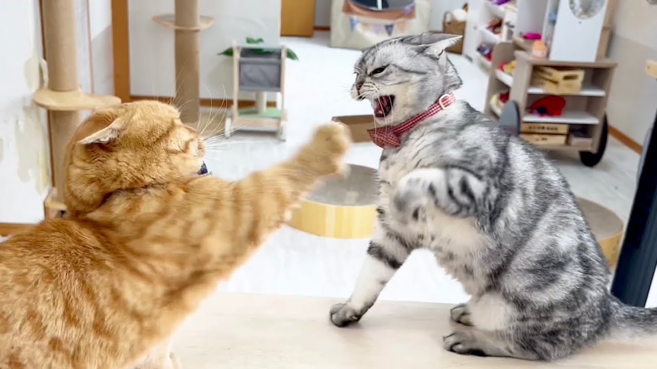 今日のごはんタイムはあい様が主役🌹 #猫 #アメリカンショートヘア