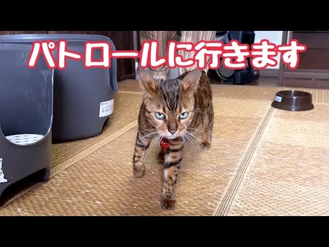 女王猫のパトロールに同行して猫10匹の居場所確認します