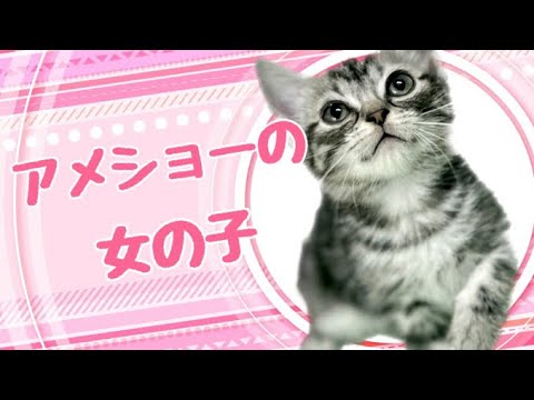 アメリカンショートヘアの子猫　（中之島）