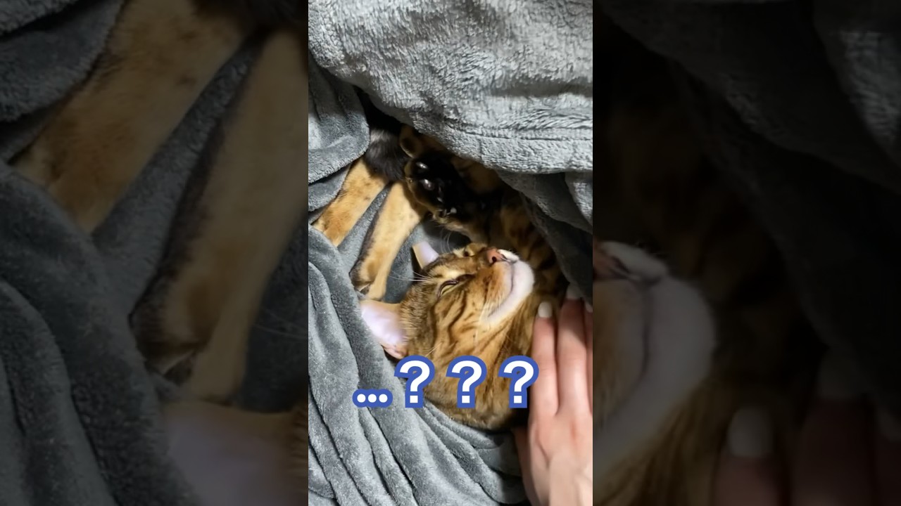 戦う顔を忘れたベンガル猫#猫#ベンガル猫 #ねこ #猫動画 #猫のいる暮らし