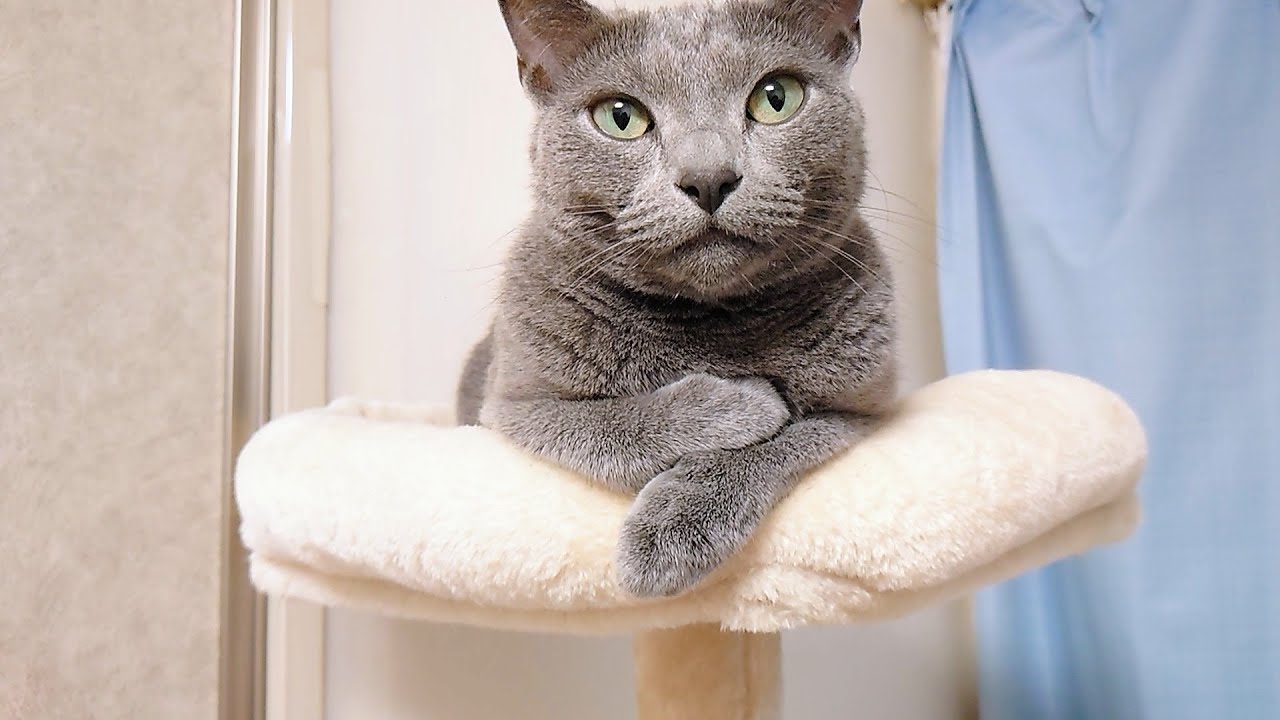 【猫動画】もっちりと言われると怒るけどすぐに許してくれるロシアンブルー【russianbule】Russian Blue gets angry but forgives quickly