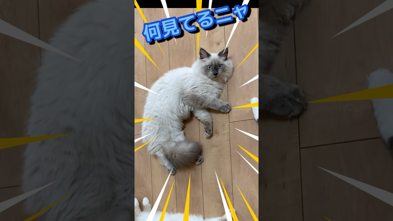 くねくねから二度見する可愛すぎる子猫　サイベリアン　#shorts