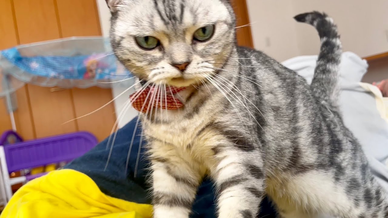 ほんとはママのお胸をふみふみしたいけど爪が刺さっちゃうから我慢して遠慮するあいちゃんがたまらなくかわいいです💓 #猫 #アメリカンショートヘア
