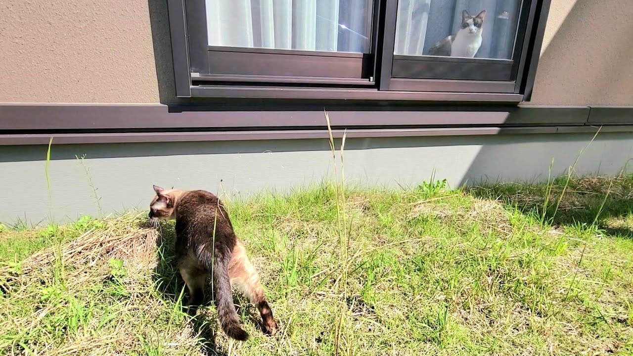 庭に居るシャム猫を窓際から見てたペポ🐈を誘った結果🙄