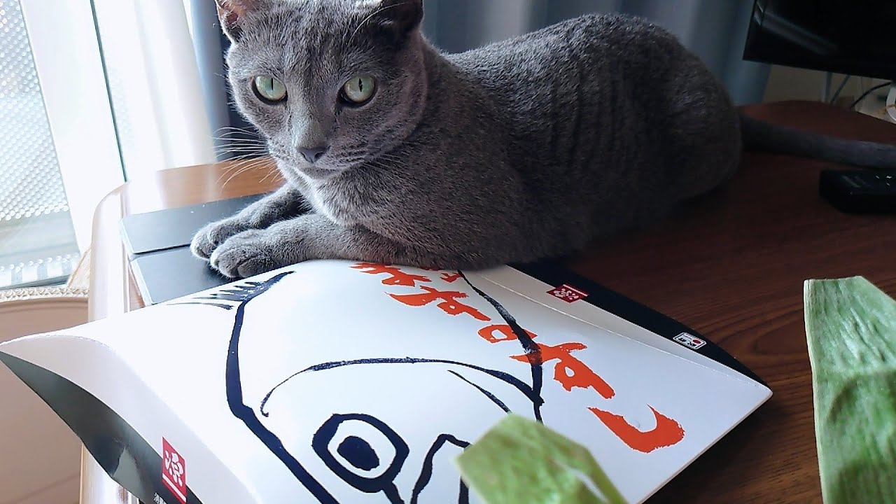 【猫動画】ます寿司の空き箱が大好きなロシアンブルー【russianbule】Russian Blue loves empty trout sushi boxes