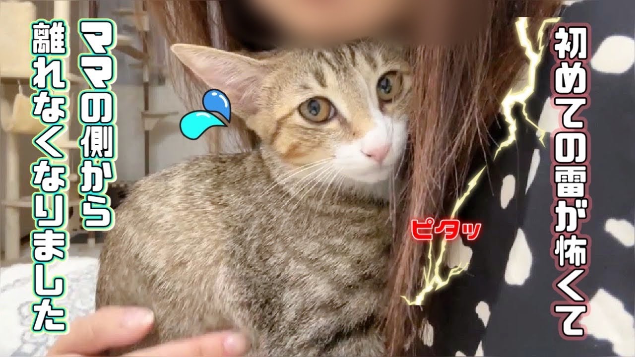 【保護猫】初めての雷に驚いた子猫がママから離れなくなりました